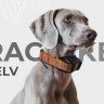 Купить Ошейник Artelv Tracker